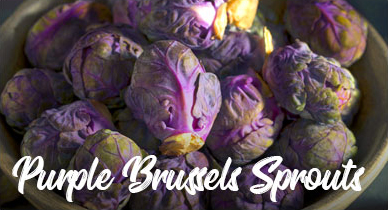 purplebrusselssprouts_recipeshome